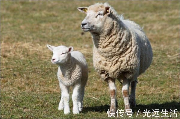 朋友之间|“命里有时终须有”，67年“发财羊”的后半辈子，“羊羊得意”！