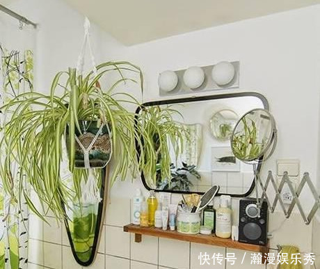 这3种吊兰千万别这么养，不然疯长爆芽，控制不住!