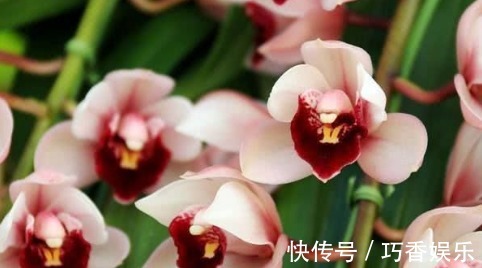 新手养花,不如养盆花中精品“兰花”,透气不烂根,开花多又香