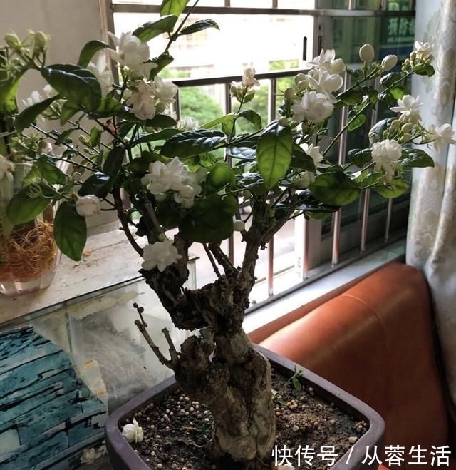 老桩茉莉开花更有“韵味”，学会4招，你也能养出老桩