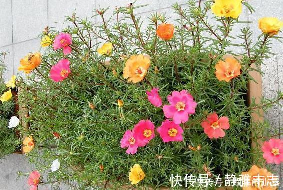 懂行的人冬天坚决不买三种花，冬天都不会买，白给也不要