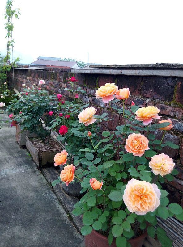 最漂亮的观花植物，气质不输牡丹花，花期达半年，是阳台盆栽佳品