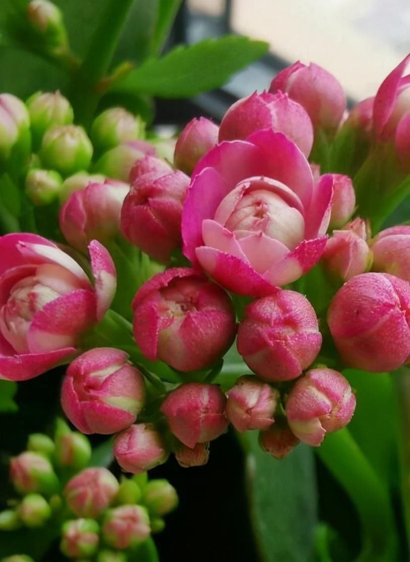 满盆|养花就得学会“捂”,用塑料袋捂一捂,冒出满盆花苞