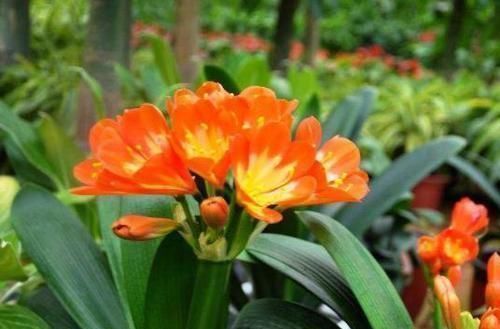 绿色植物|君子兰开花掌握4个“要点”，不出一月长花苞，花开时间持久