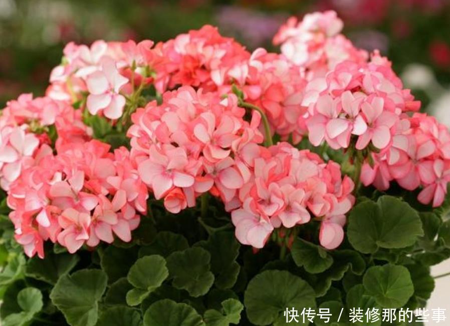 大花球|天竺葵扦插的几个“小妙招”，生根快，长得快，六十天开出大花球