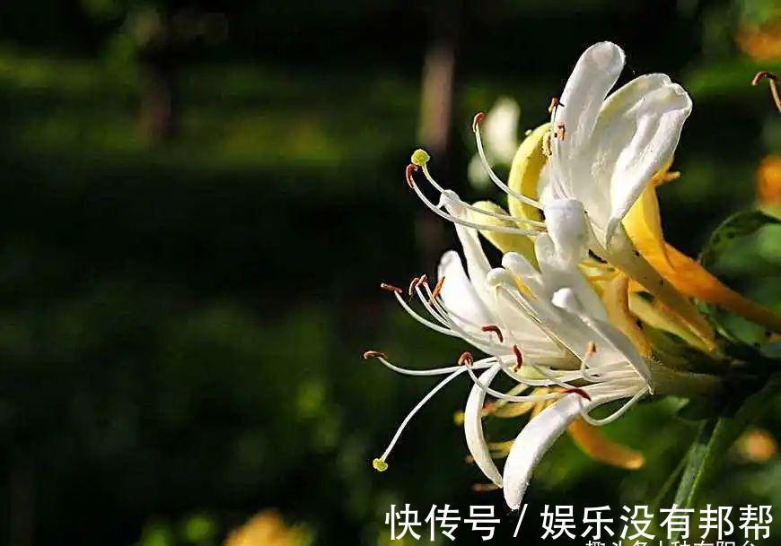 别犯傻买金银花盆景,压条3年成景、播种5年成景,实在太容易!