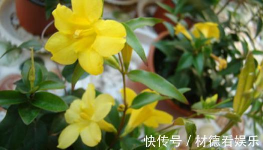 芳香|冬季一定要养的芳香花卉——法国香水藤，比法国香水还像，花还美