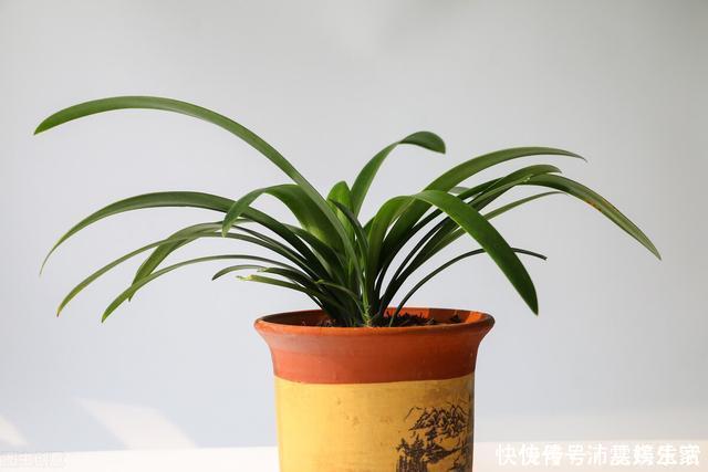 构造|让君子兰开好花的“钥匙”，就握在你手里，它的“构造”很简单