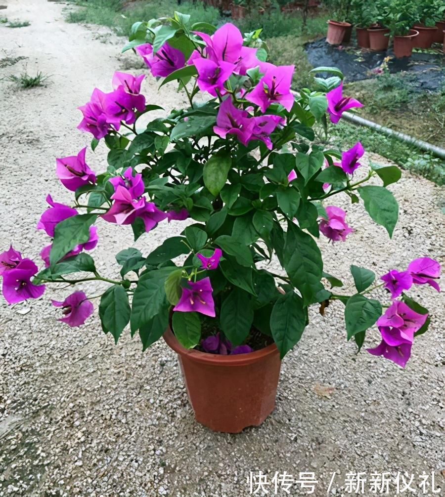 过了十一月,三角梅应当这样养,早早打造出耐看盆景