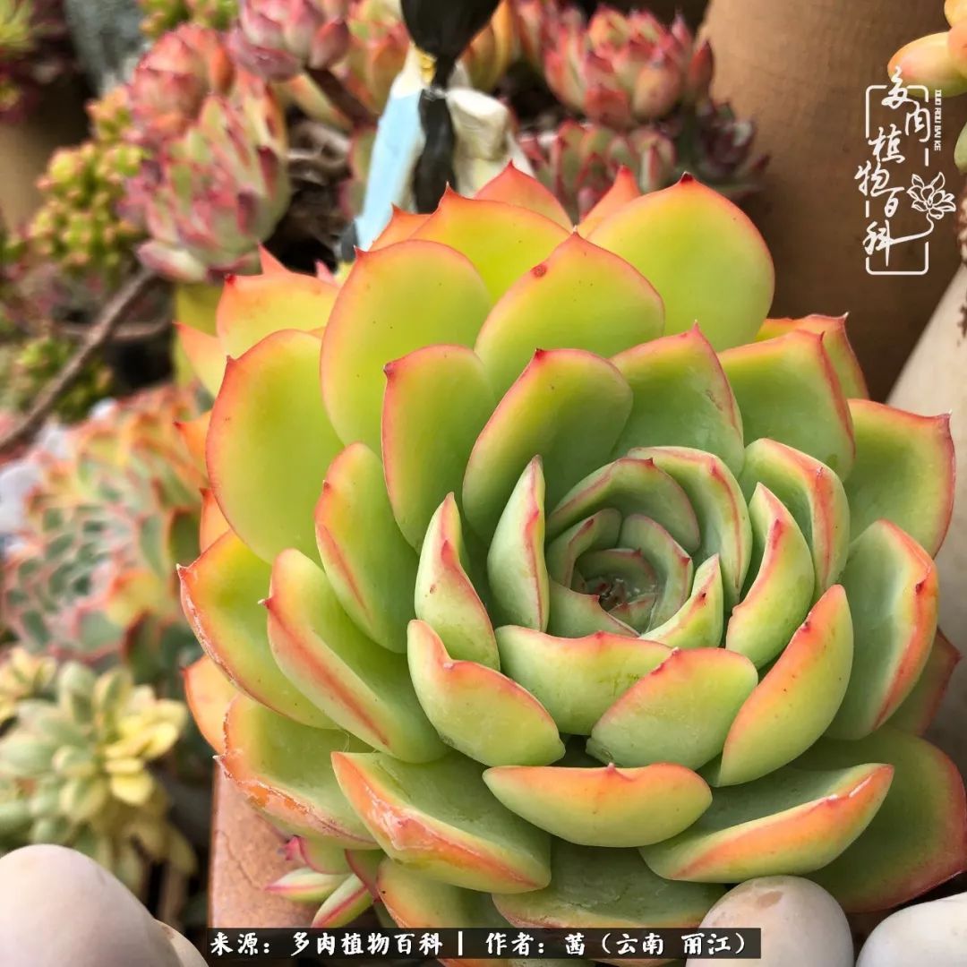 一年四季不同景,一院多肉陪我后半生!