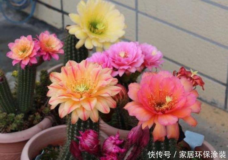 4种漂亮花，好打理，易爆盆，盆盆开成大花球，太漂亮了！