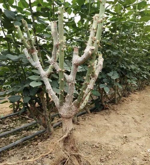 花苗越老越值钱这5种花的老桩,买了就上当