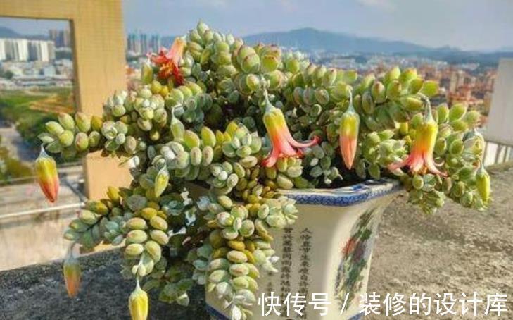 艾伦|盘点种爱爆头的多肉,颜值高长势旺,养起来真过瘾,值得拥有