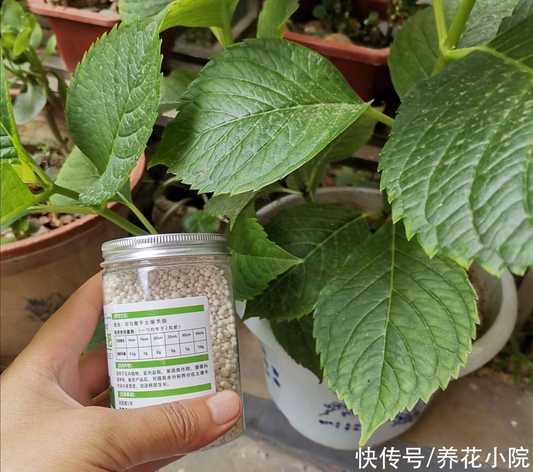 植株|绣球开完花，4件事要做好，来年开花更繁茂