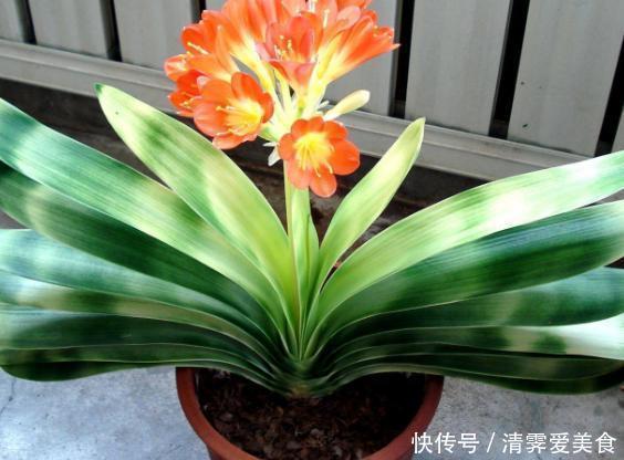 锯末|君子兰难养？花1分钟学会这3样东西的用法，爆盆不愁