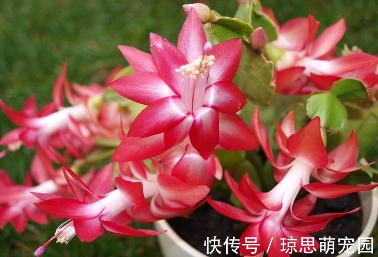 养此款盆栽，花色清新美丽，一盆千朵花，花期300多天，超美