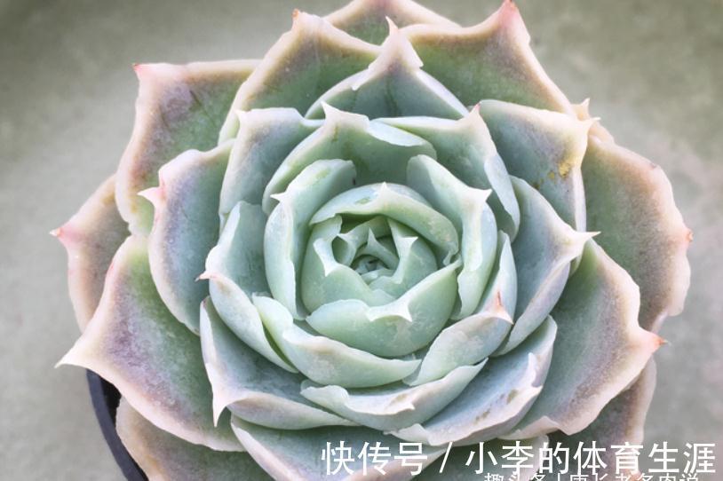 蓝丝绒可爱又好养，叶片有褶皱和透明的冰边，但它并非月影系多肉