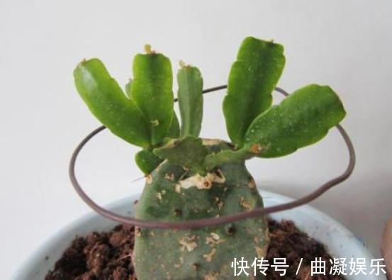 蟹爪兰|仙人掌嫁接蟹爪兰,一根牙签就搞定,新手也能行,花开爆满枝
