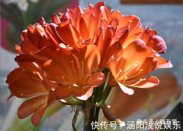 啤酒|君子兰2大“嗜好”,促进轻松“爆盆”,叶子油绿开花艳