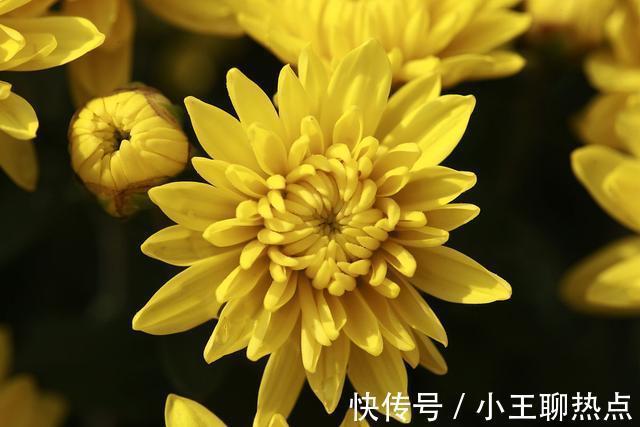 重阳$五言绝句.重阳抒怀(新韵)