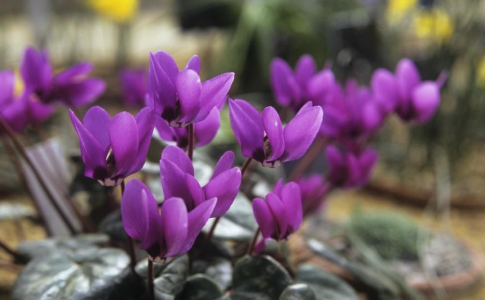  刚买的仙客来没几天就变软、倒伏，怎么养，能避免萎蔫，延长花期