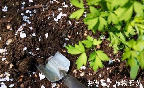蛋壳|拿到蛋壳别急着养花,按“这要求”处理,给植物施肥才不出问题