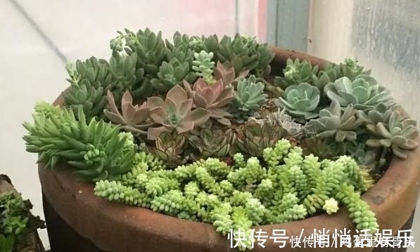 花友|家庭种植多肉植物就用“此东西”!又漂亮又有创意!
