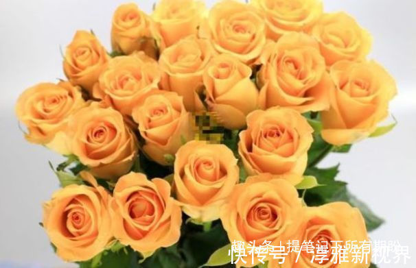 花姿|喜欢赏花，不如养盆“高端玫瑰”假日公主，花姿贵气，浪漫唯美！