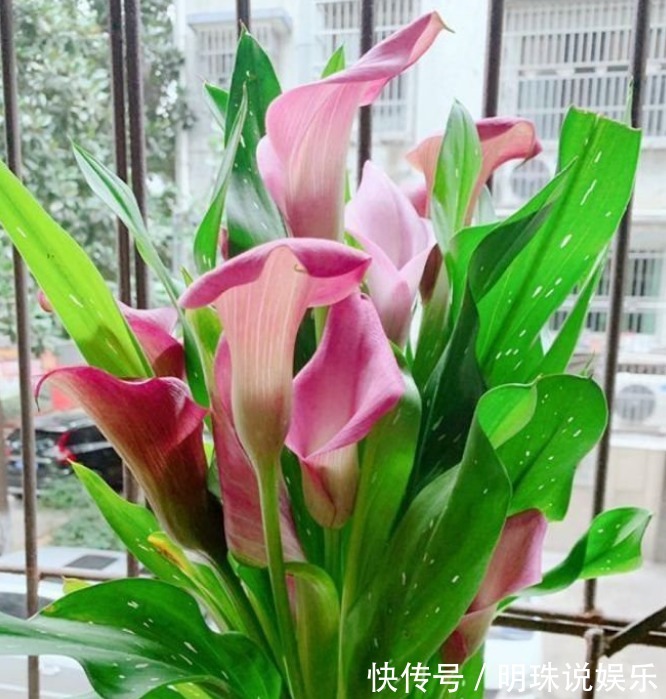 3种花,花朵硕大、花期长,养在客厅正合适,人见人爱!