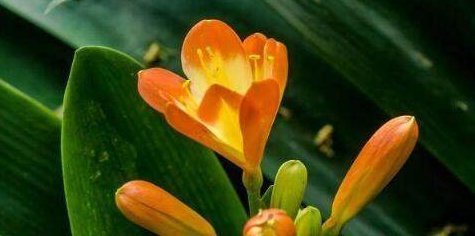 君子兰烂心要死了别扔,教你一招,分分钟满血复活