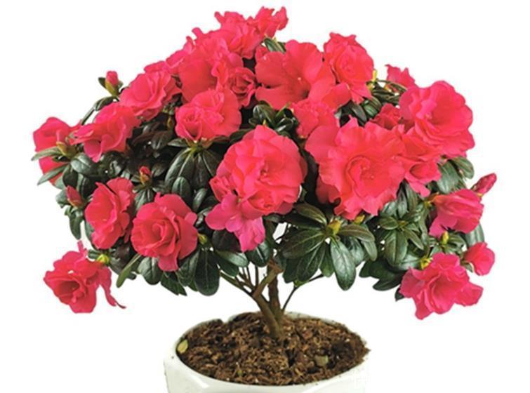 养茶花和杜鹃花,冬春季节一定要做好四点,要不然花苞打不开