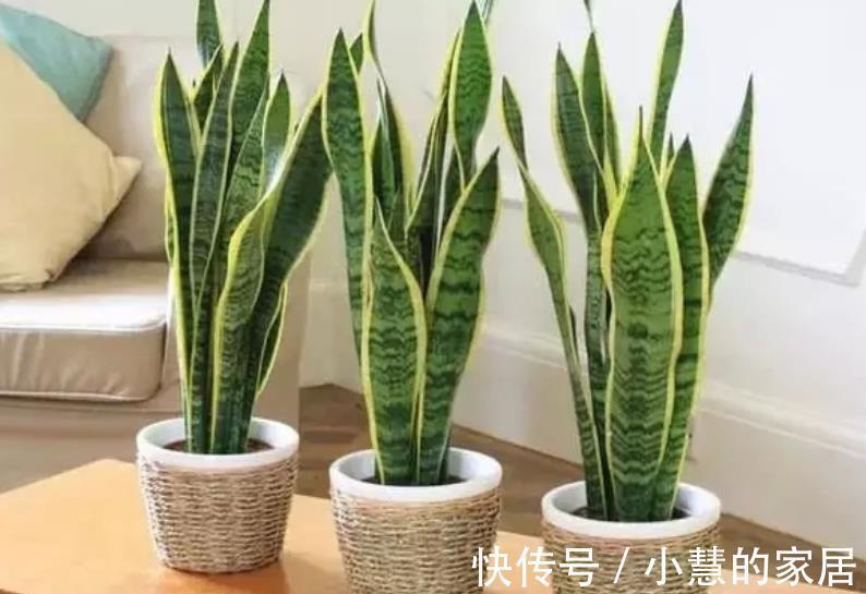 浇水|5种漂亮的耐旱花,30天不浇水照样生机勃勃,适合新手和懒人