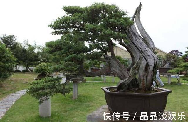 技巧|3种名贵盆景山上遍地有,教你养护技巧,个个价值高造型佳