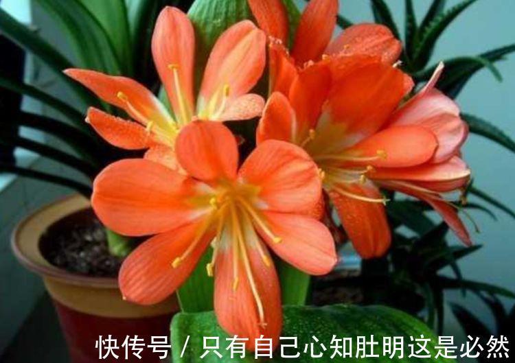 4种花堪称“开花机器”,365天都在开花,一盆千百朵,枝头花苞满