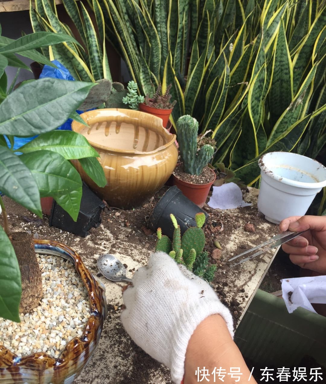 多肉|多肉换盆很讲究,换好生机勃勃,换差烂根烂叶,教你几招好方法!