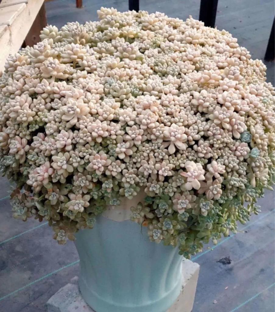 最小的盆，养最牛的花，还能开爆盆，真牛！