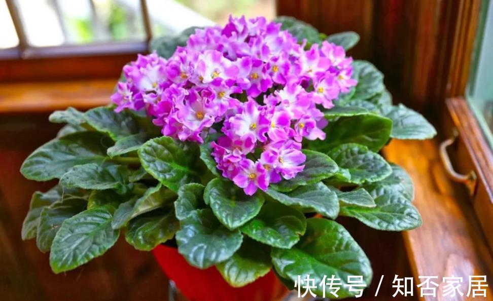 非洲堇|4种“开花机器”，四季开不停，养护省心颜值高，是阳台盆栽佳品