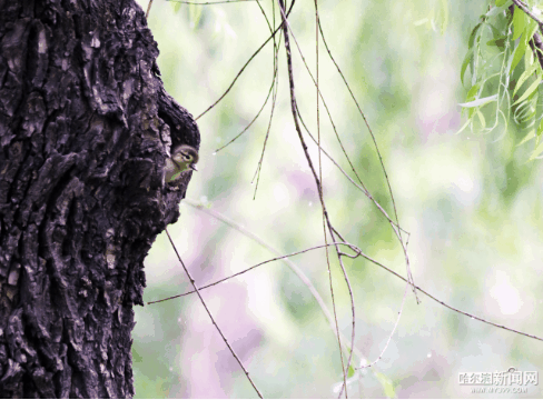 鸳鸯宝宝|19只鸳鸯宝宝雨中跳巢,还有“长辈”来加油|今早的兆麟公园挺热闹