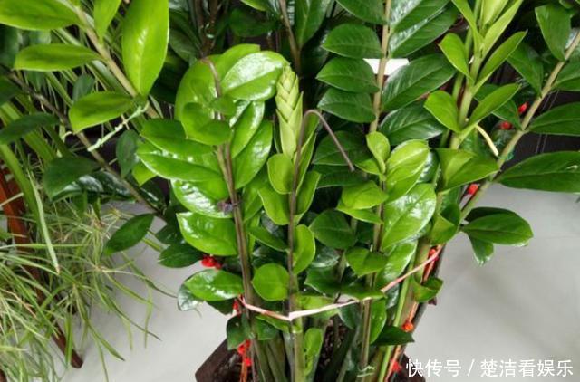 叶片|金钱树养不好掌握“2点”，叶片绿得滴油，盆里全是“大土豆”