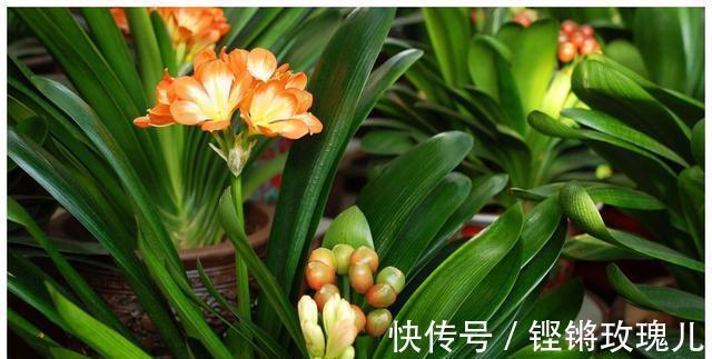 不会养君子兰，记住5个技巧，盆盆长爆盆，棵棵开花艳