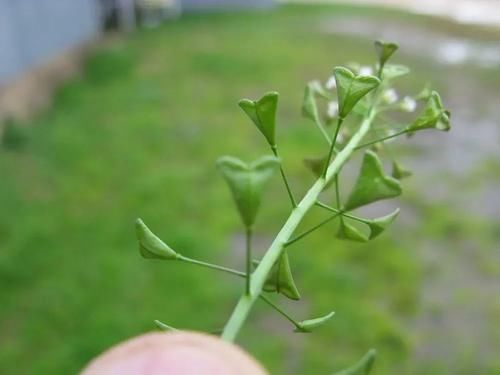  味道如辣椒，俗称“辣辣菜”，凉拌是一大美味，却常被误认成荠菜