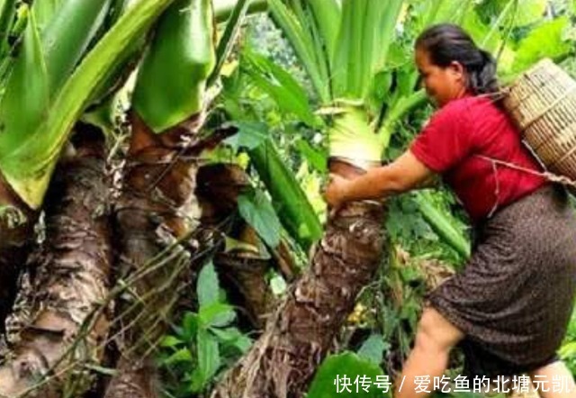 印度的芋头“开挂”,一颗重达几十斤