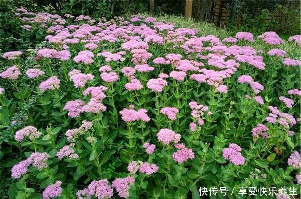 路边见这种花别小瞧,它就是“长药八宝”,家里养一棵不怕蚊子咬!