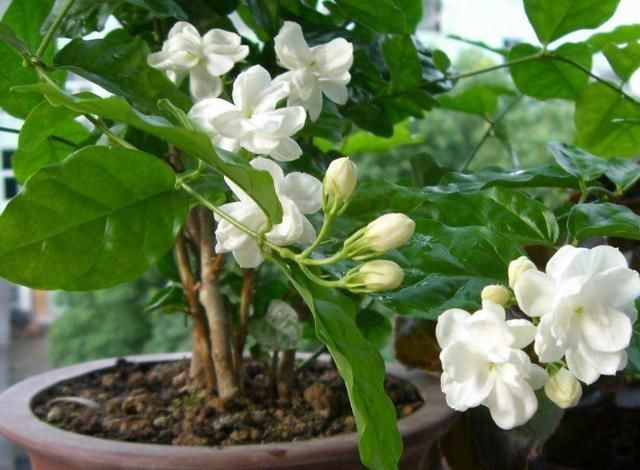 新芽|要让茉莉花枝子旺花苞多，需用2个方法，新枝新叶多花苞满枝