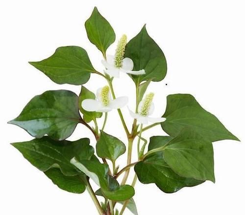 抗癌常用中草药之鱼腥草