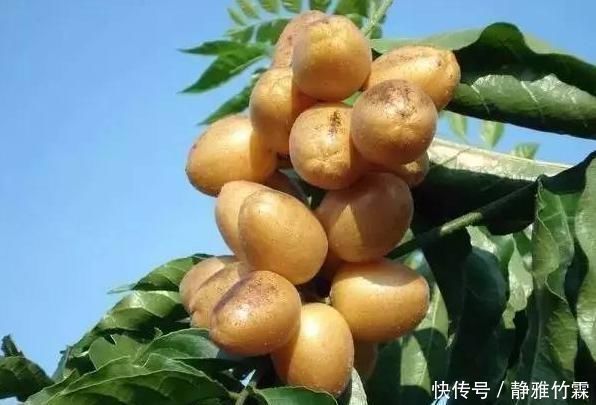 采摘|过去很常见的野果子,名字听起来很恶心,但吃起来特美味