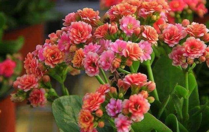 养花就养4种花，家里养一盆，花美心情好，一养就上瘾