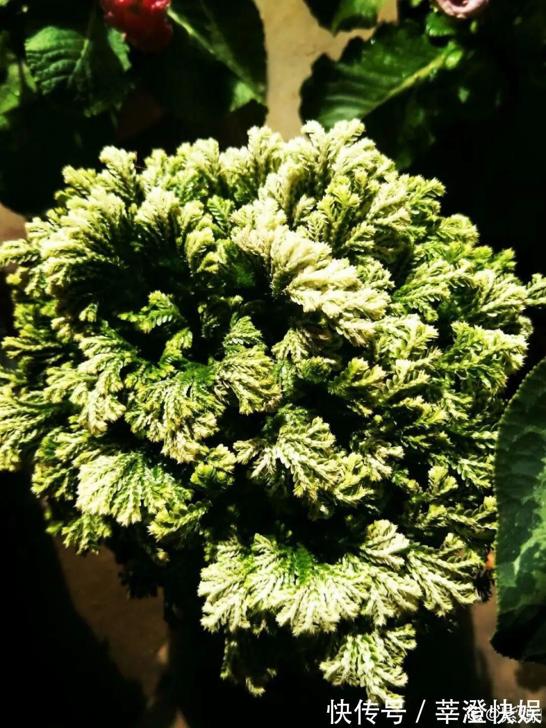 “折腾不死”的10种花,咋养都爆盆,懒人最适合!