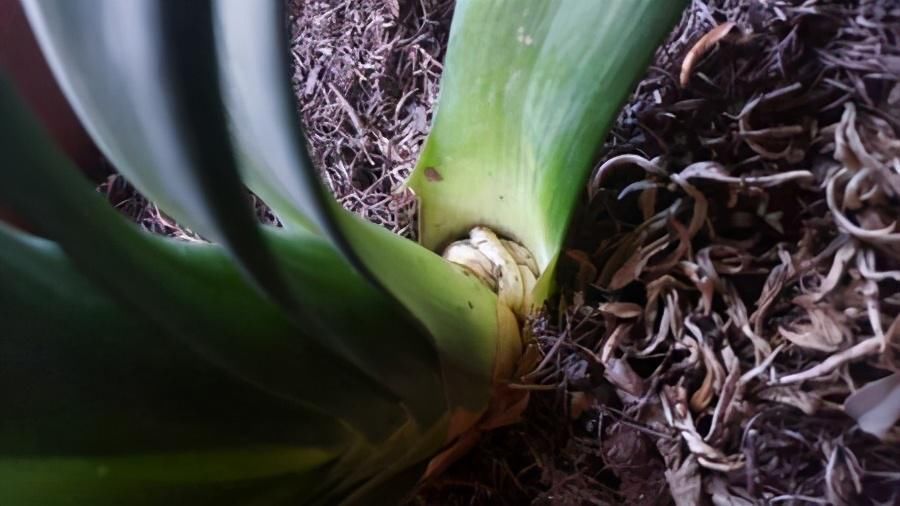 君子兰|君子兰捏着“硬邦邦”?不是“有喜”了,就是满盆“肉虫子”