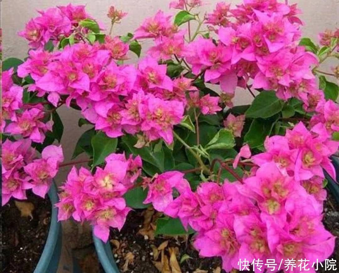 秋天养三角梅,勤用1种肥,促进植株孕蕾开花